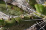 Cockspur pricklypear